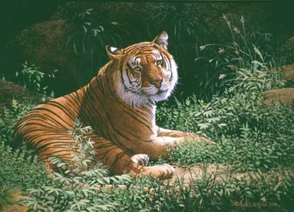 tiger